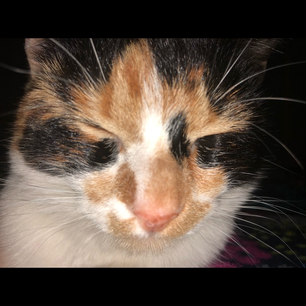 Meet your Posher, Emma